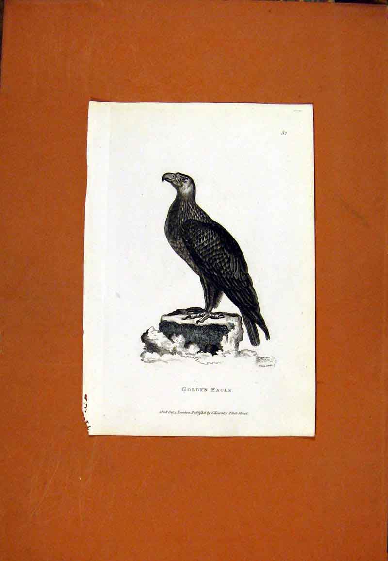 Original Old Antique Print Fine Art Birds Gen Eagle C1831 19th Century