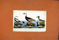 Original Old Antique Print Merganser Scaup Duck Widgeon Goose Birds C1831 19th