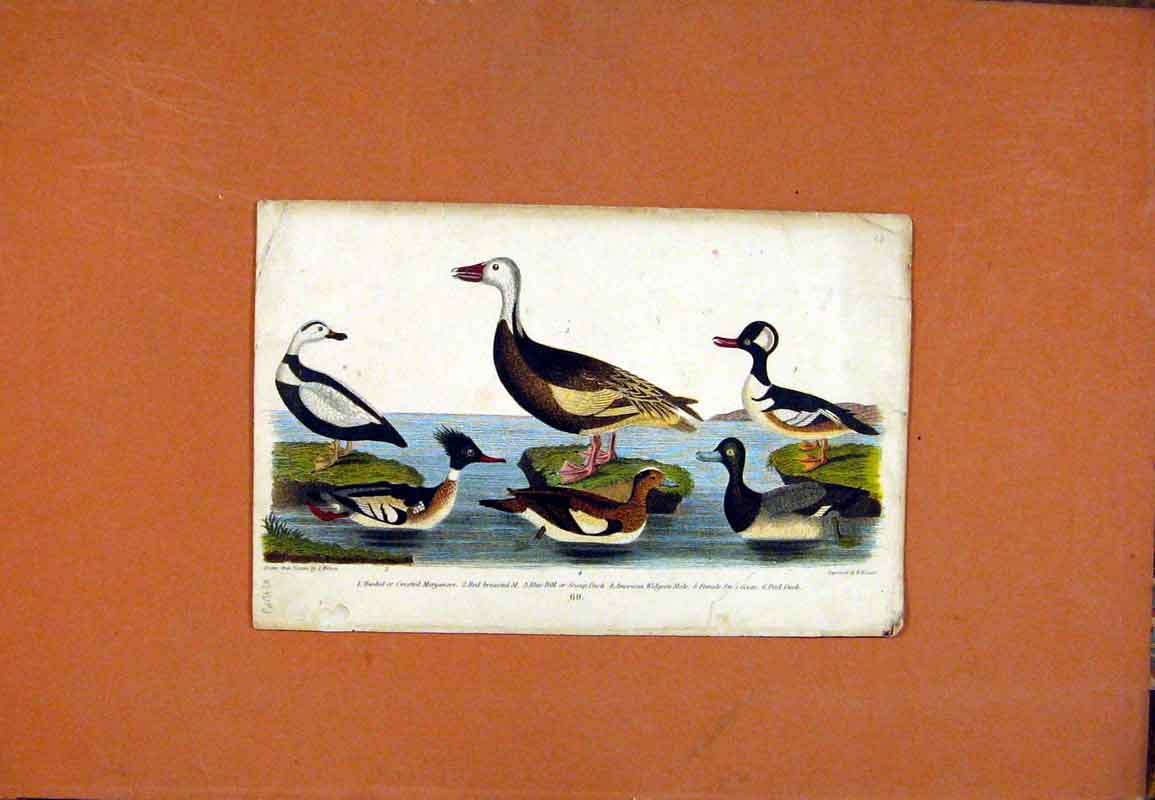 Original Old Antique Print Merganser Scaup Duck Widgeon Goose Birds C1831 19th