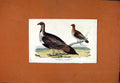 Original Old Antique Print Cock Plains Spotted Grous Wilsons Bird 1820 Color