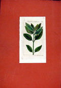 Old Antique Print Berlin 1786 Hand Colored Bengel Kraut Flower Plant Art 18th