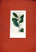 Old Antique Print Berlin 1786 Hand Colored Beingame Mit Stechpalmenbaltte 18th