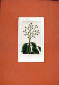 Original Old Antique Print Berlin 1786 Beerenangelik Hand Colored Flower 18th