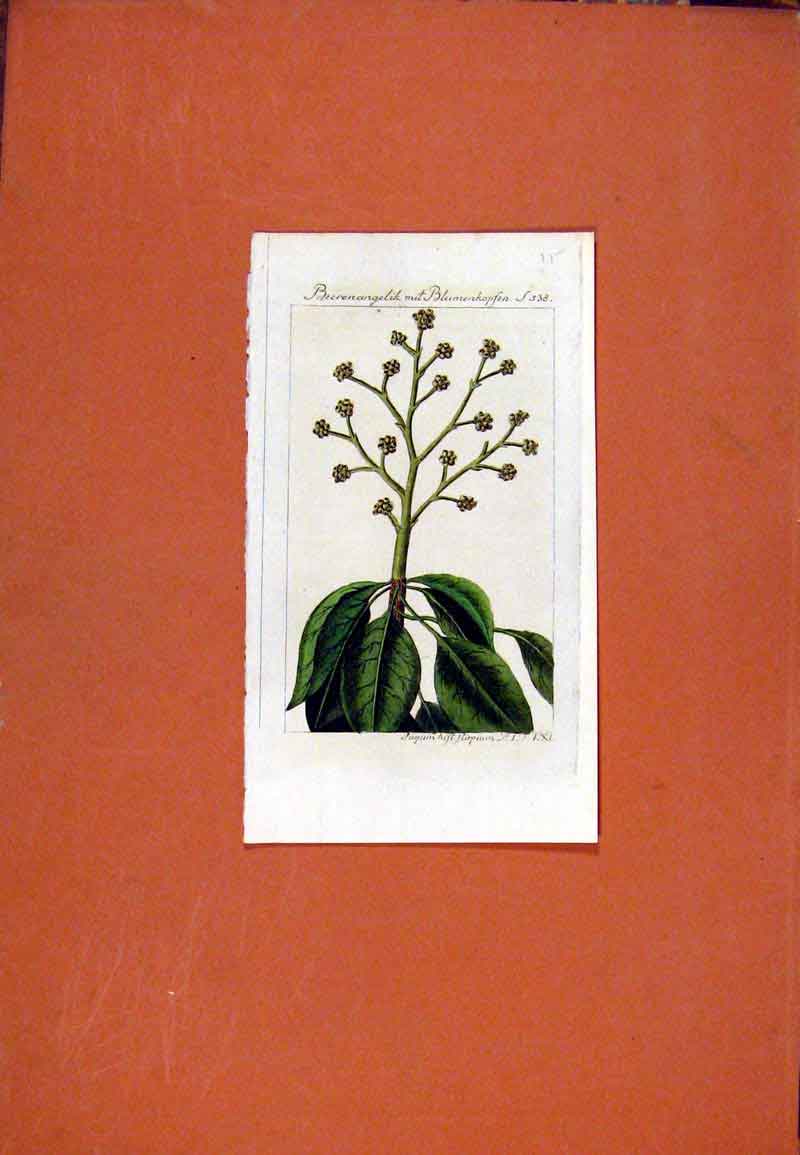 Original Old Antique Print Berlin 1786 Beerenangelik Hand Colored Flower 18th