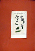Old Antique Print Berlin 1786 Hand Colored Baldrian Gewohnlicher Grosfer 18th