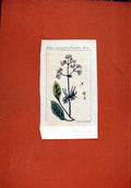 Old Antique Print Berlin 1786 Botanical Hand Colored Baldrian Gerchlechte 18th