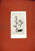 Original Old Antique Print Berlin 1786 Hand Colored Botanical Griechircherblauer