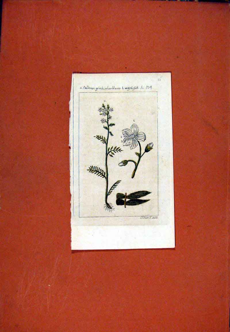 Original Old Antique Print Berlin 1786 Hand Colored Botanical Griechircherblauer