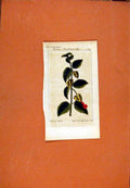 Original Old Antique Print Hand Colored Berlin 1786 Berlerie Hanenkammartige