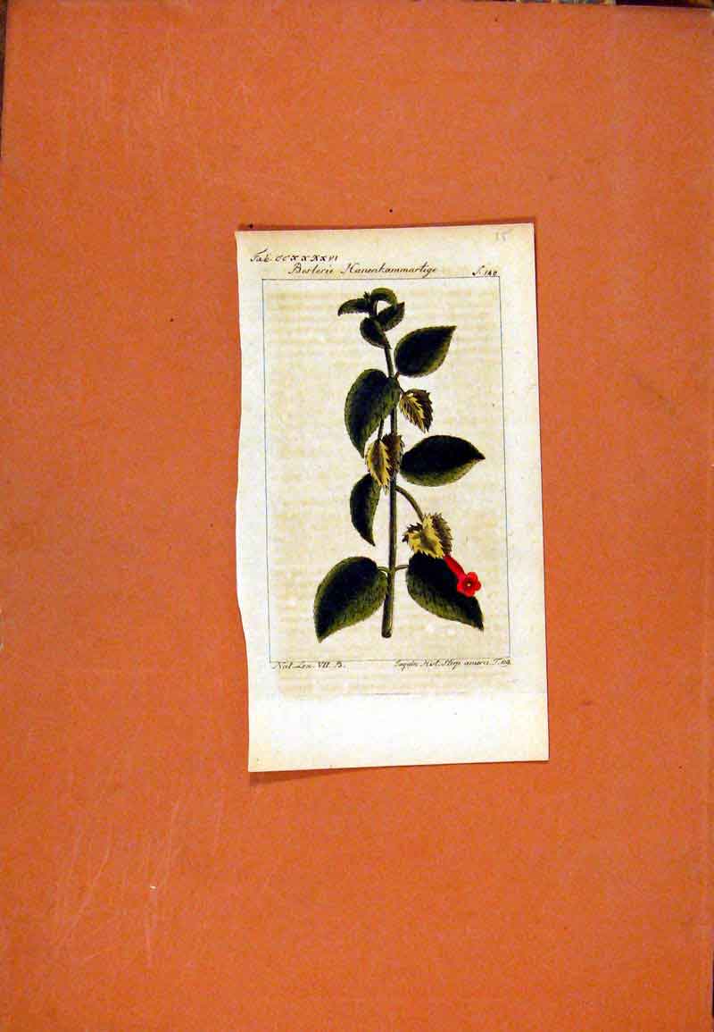 Original Old Antique Print Hand Colored Berlin 1786 Berlerie Hanenkammartige