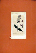 Old Antique Print Berlin Botanical 1786 Betonie Gemeine Hand Colored Art 18th