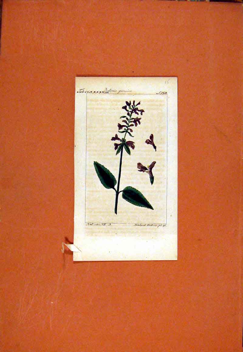 Old Antique Print Berlin Botanical 1786 Betonie Gemeine Hand Colored Art 18th