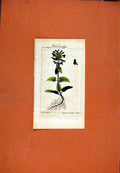 Old Antique Print Berlin 1786 Botanical Hand Colored Fbetonie Die Fotige 18th