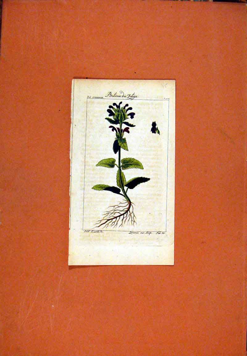 Old Antique Print Berlin 1786 Botanical Hand Colored Fbetonie Die Fotige 18th