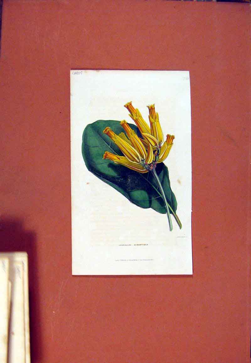 Original Old Antique Print Florist Journal C1845 Junulloa Aurantiaca Victorian
