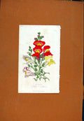 Original Old Antique Print Antirrhinum Lutea Venosa Florist Journal C1845 19th