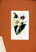 Original Old Antique Print Gardenias Stanleyana Oevoniana Florist Journa