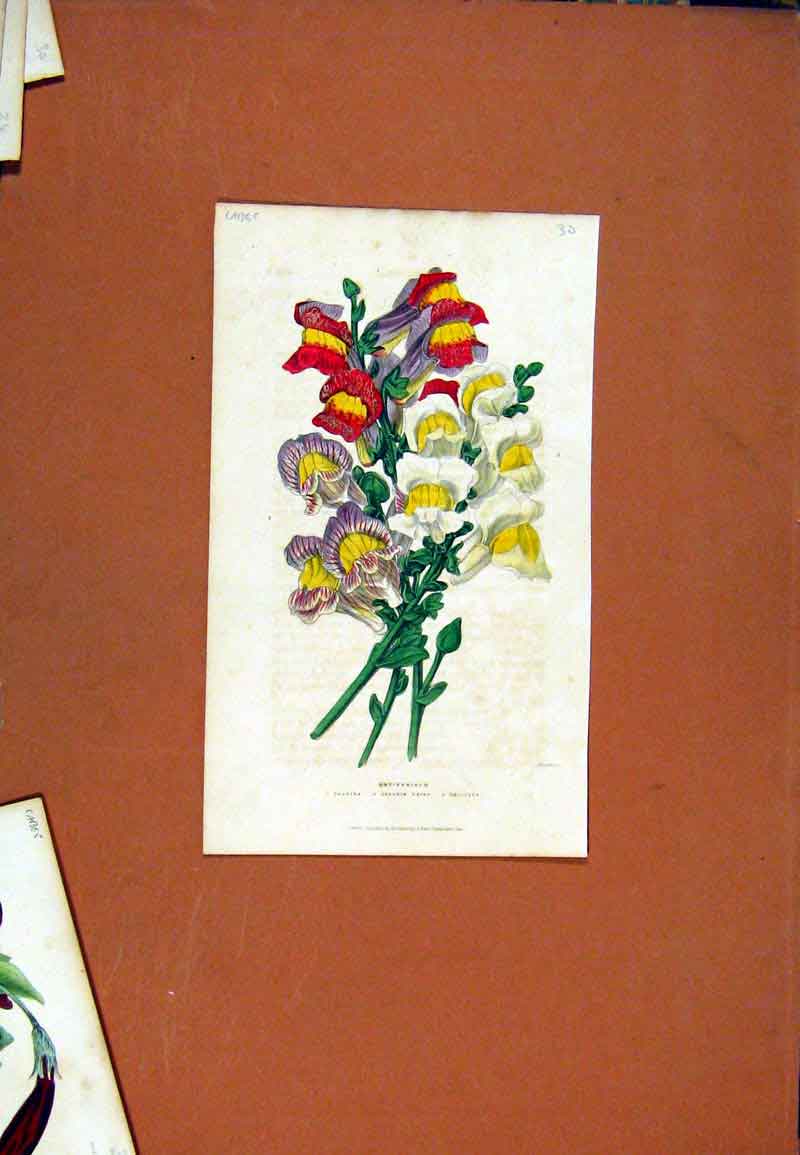 Original Old Antique Print Antirrhinum Fulcida Florist Journal C1845 Victorian