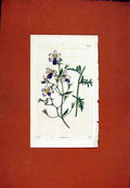 Original Old Antique Print Florist Journal C1845 Fine Art Plant 19th