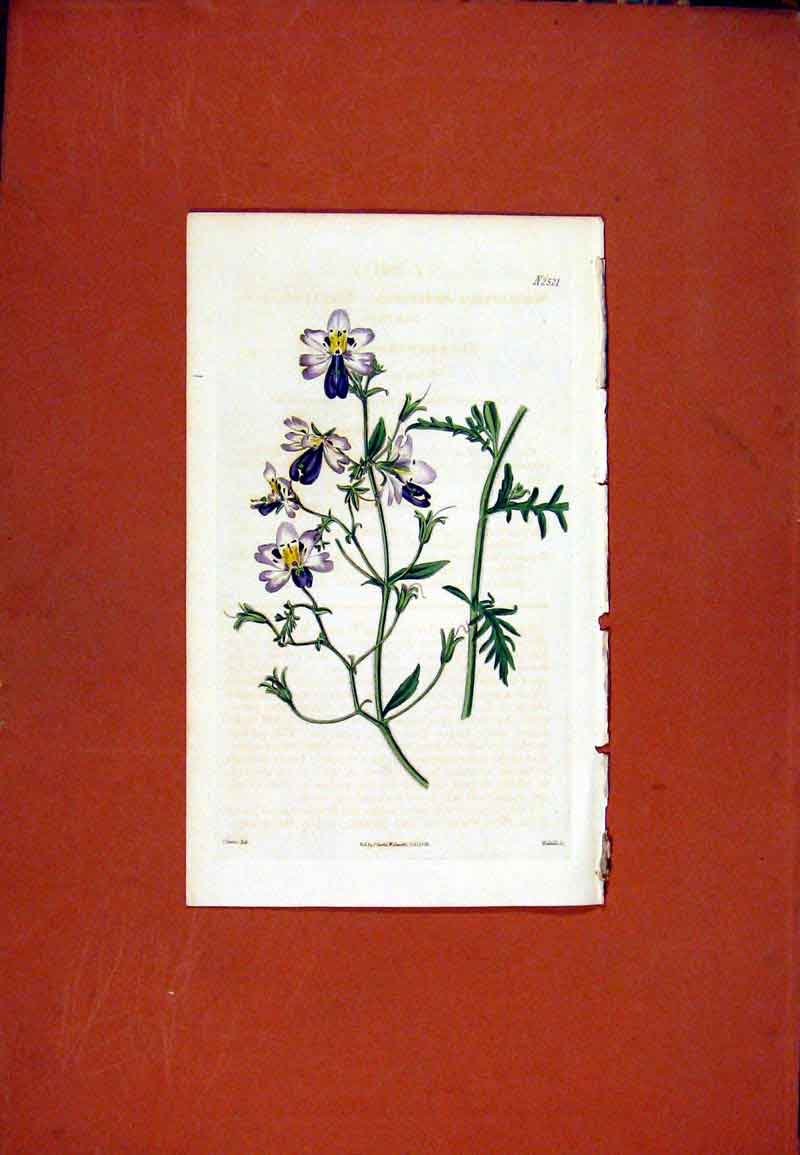 Original Old Antique Print Florist Journal C1845 Fine Art Plant 19th