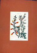 Original Old Antique Print Florist Journal C1845 Eccrenicarous Scaber Victorian