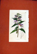 Original Old Antique Print Botanical Plant Flower C1810 Fine Art Napoleonic Era
