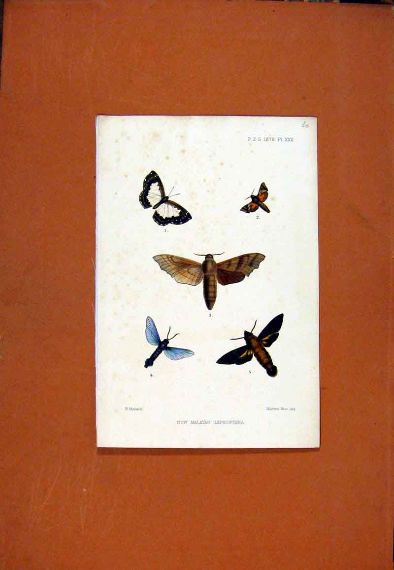 Original Old Antique Print New Malayan Lepidoptera Butterfly Color