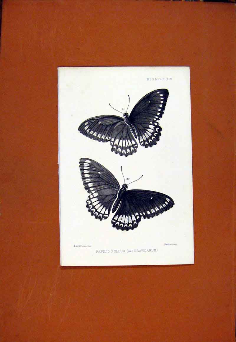 Original Old Antique Print Papilio Pollux Butterfly Fine Art C1831 19th Century