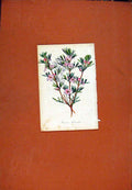 Original Old Antique Print Hand Colored C1831 Boronia Botanical 19th Century