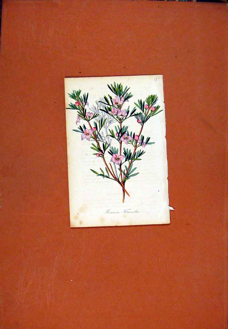 Original Old Antique Print Hand Colored C1831 Boronia Botanical 19th Century