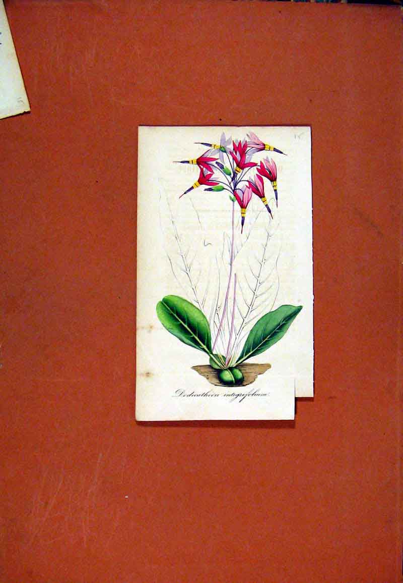 Original Old Antique Print Dodecatheon Flower Hand Colored Botanical C1831 Art