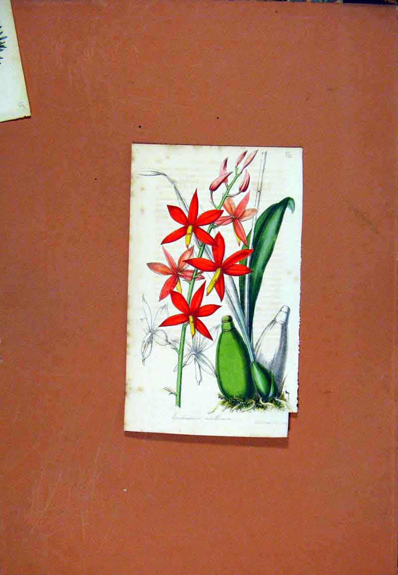 Original Old Antique Print Botanical Curtis Hand Colored Epidenrum Flower