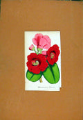 Original Old Antique Print Rhododenrou Hand Colored Botanical