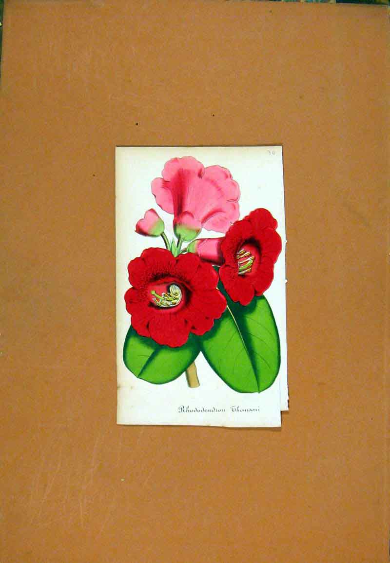 Original Old Antique Print Rhododenrou Hand Colored Botanical