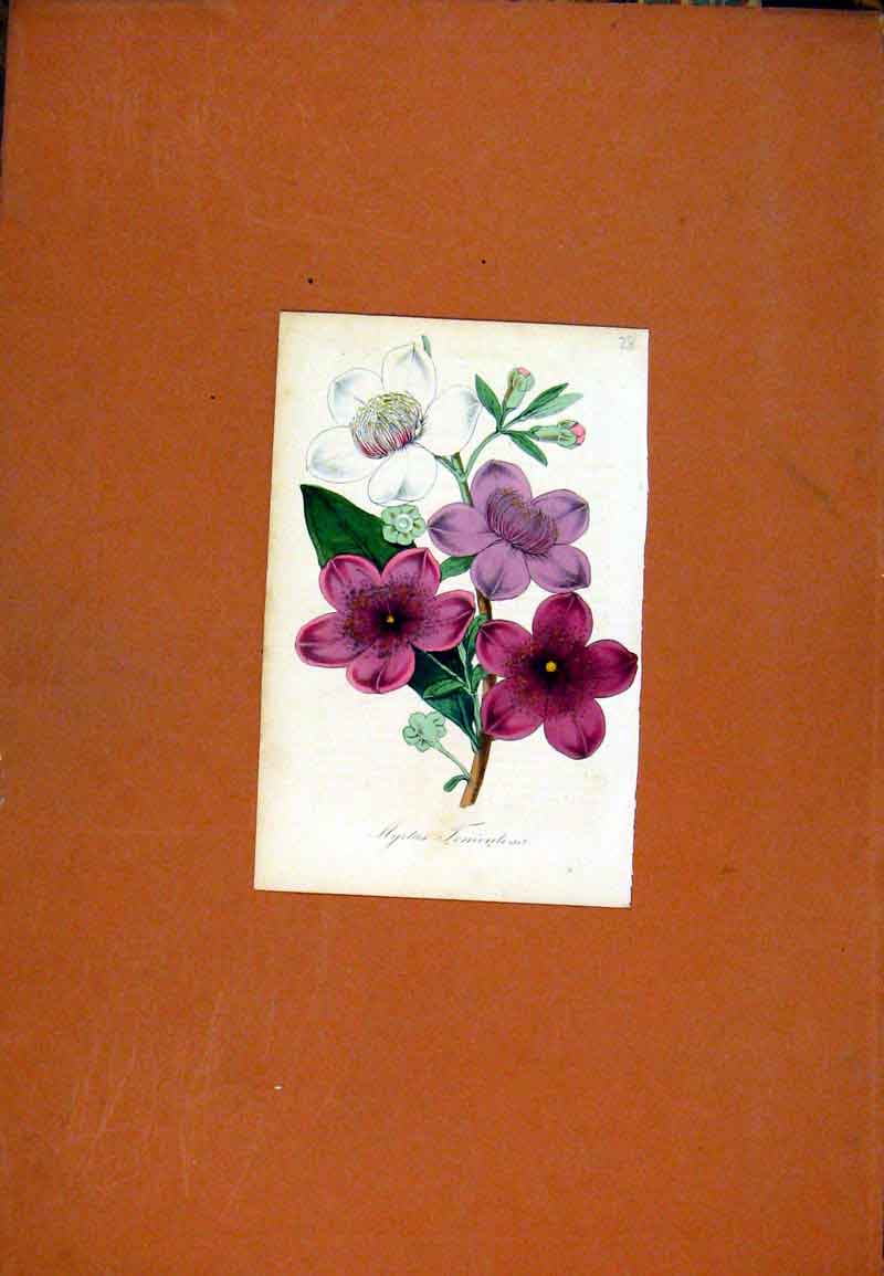 Original Old Antique Print Flower Plant Hand Colored Botanical