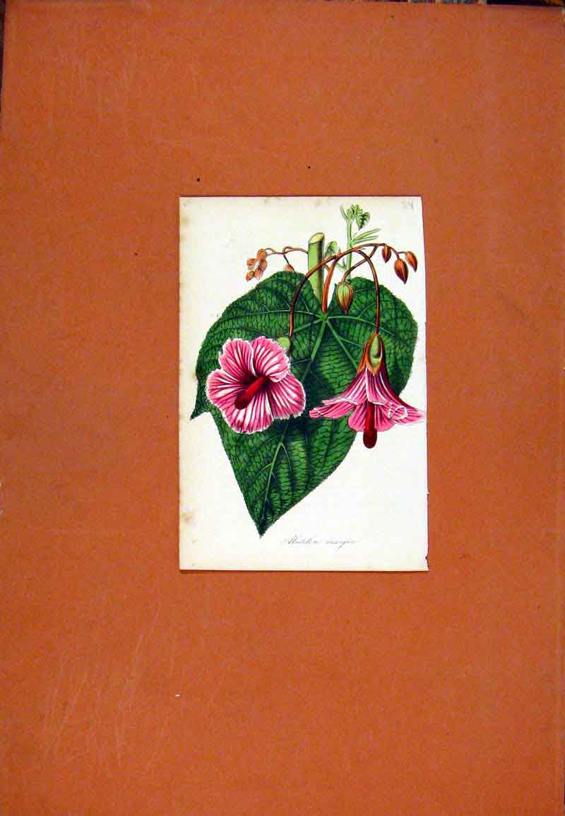 Original Old Antique Print Flower Plant Hand Color Botanical Curtis C1831 Antiqu