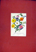 Original Old Antique Print Helianthemum Flower Hand Colored C1831 19th Century