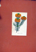 Original Old Antique Print Pultenaea Flower Plant C1831 Colored 19th Century