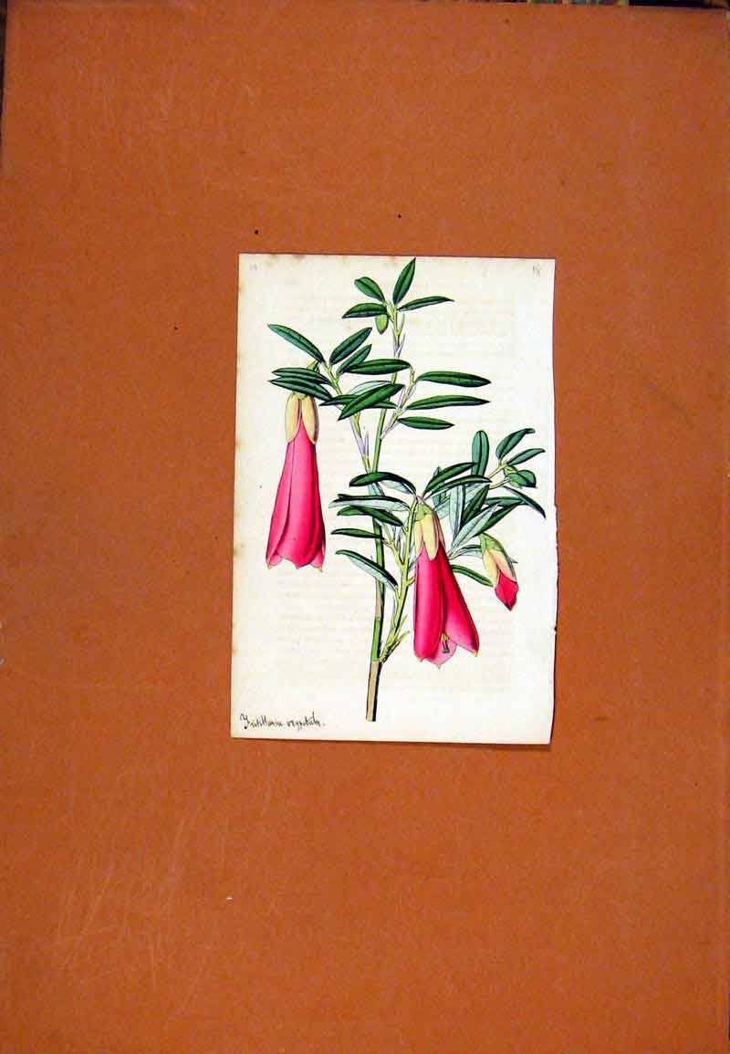 Original Old Antique Print Flower Plant Hand Colored C1831 Botanical 19th
