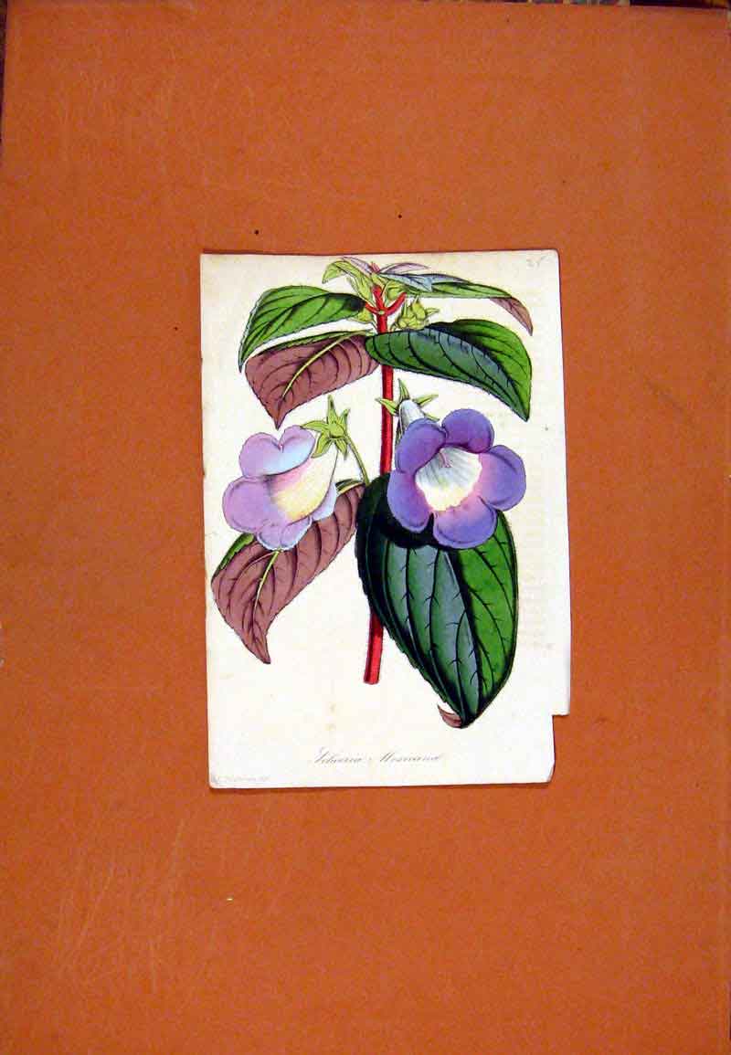 Original Old Antique Print Flower Plant Hand Colored Fine Art C1831 Curtis 19th