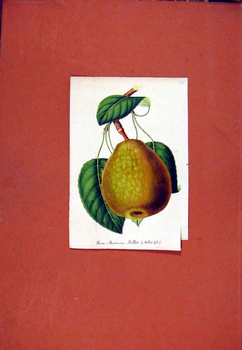Original Old Antique Print Pear Millet Fruit Hand Colored Fine Art C1831 19th