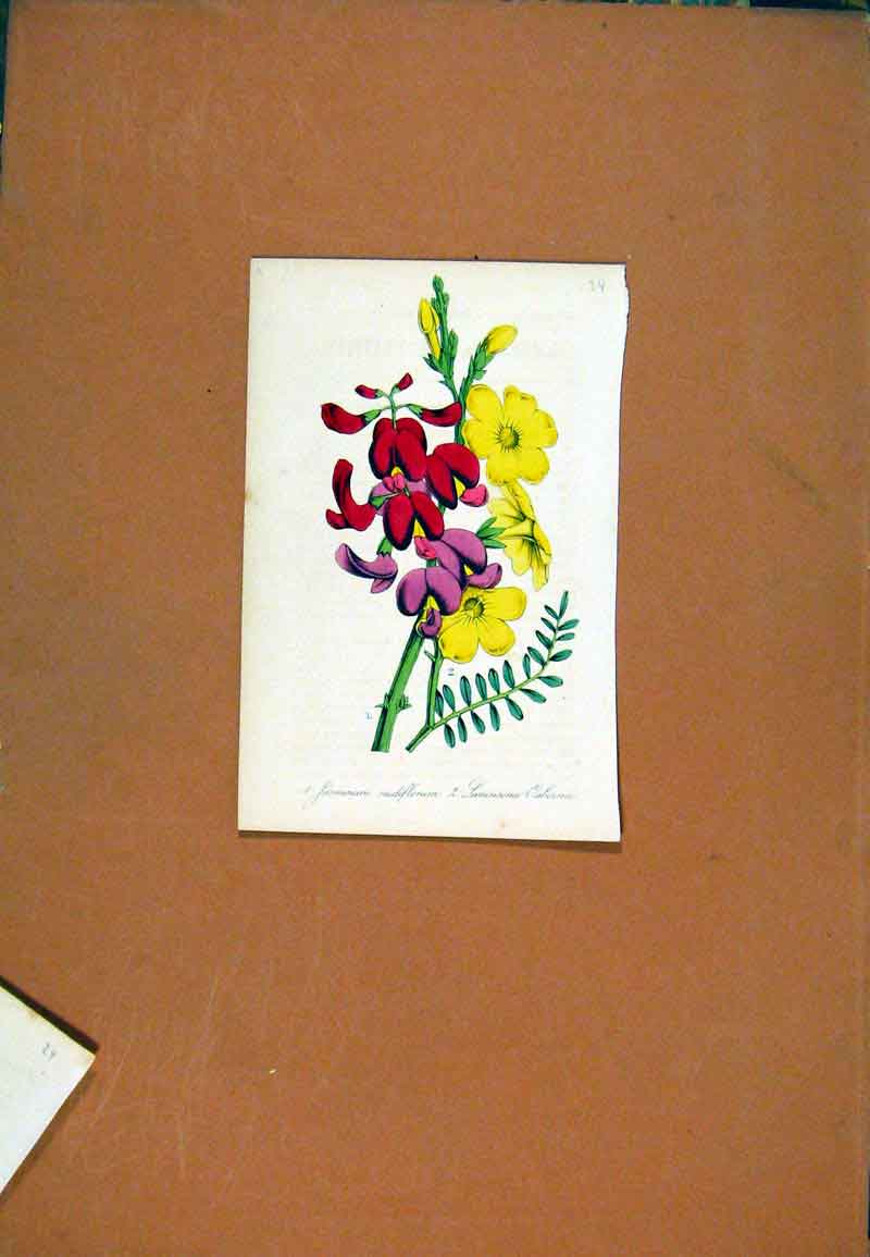 Original Old Antique Print Fine Art Hand Colored Jasmin Flower C1831 19th