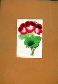 Original Old Antique Print Botanical Hand Colored Flower Plant C1831 Art 19th