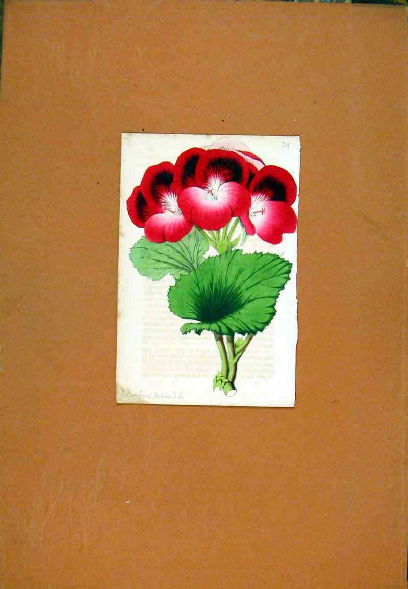 Original Old Antique Print Botanical Hand Colored Flower Plant C1831 Art 19th