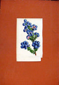Original Old Antique Print Flower Plant Blue Hand Colored C1831 Botanical 19th