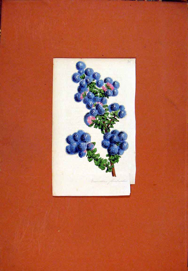 Original Old Antique Print Flower Plant Blue Hand Colored C1831 Botanical 19th