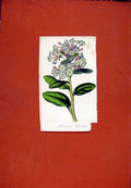 Original Old Antique Print Botanical Hand Colored Curtis C1831 Pulmonaria 19th
