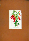 Original Old Antique Print Hand Colored Flower Plant Sketch C1831 Ceratosiema