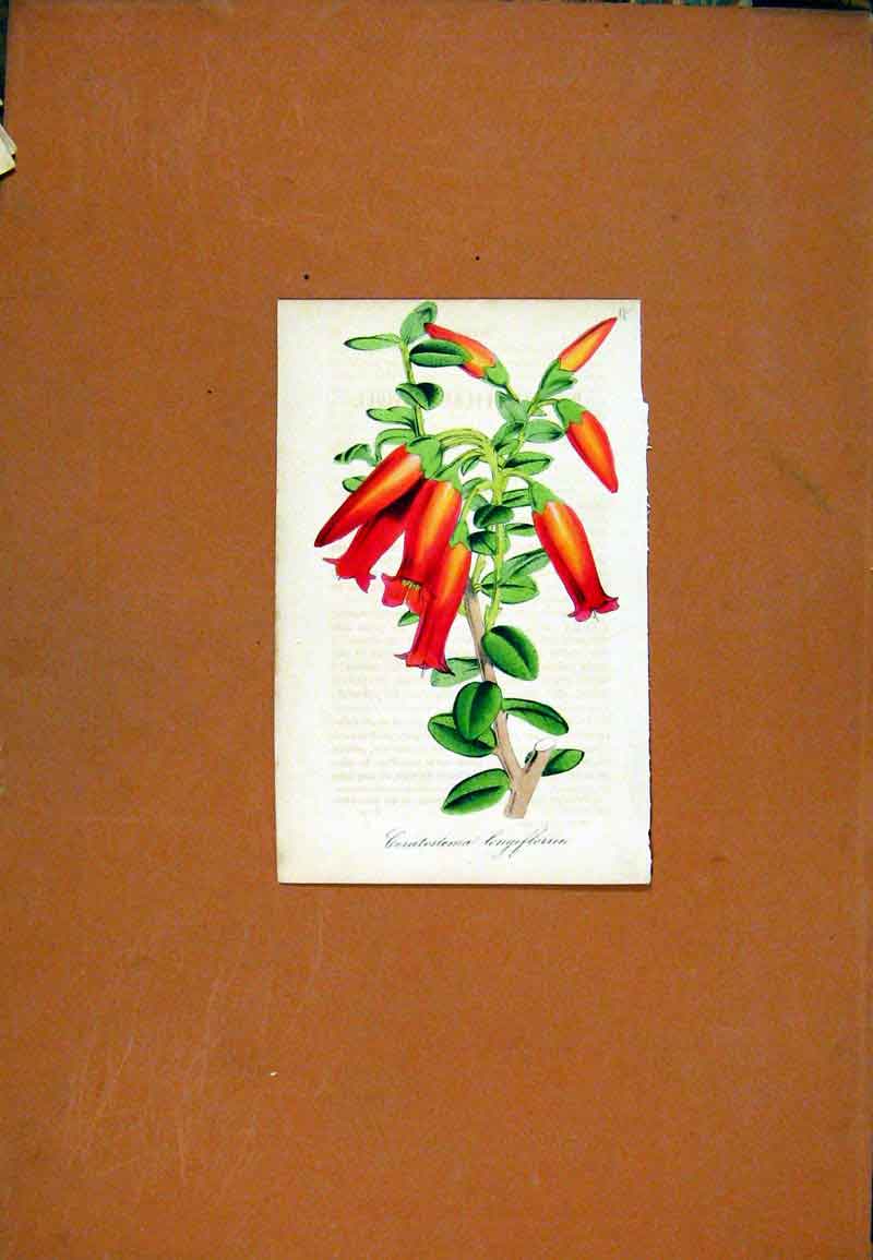 Original Old Antique Print Hand Colored Flower Plant Sketch C1831 Ceratosiema