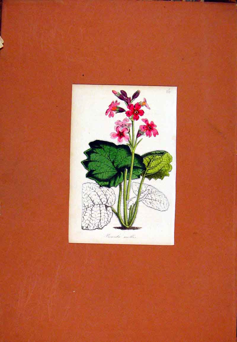Original Old Antique Print Primula Flower Plant C1831 Hand Colored 19th Century